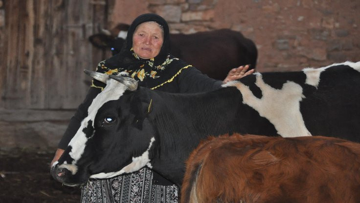 Ölen ineklerine ağlayan yaşlı çifte iyi haber