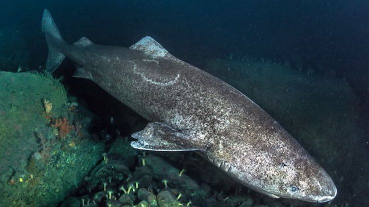 400 yaşında köpekbalığı keşfedildi