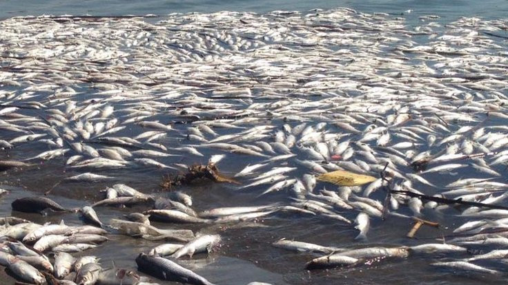 Mersin'de balıklar karaya vurdu
