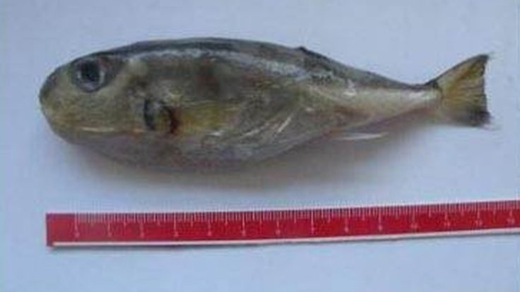 Körfez'de çoğalan balon balığının tehlikeleri