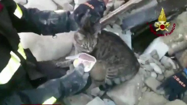 Kedi Pietro 16 gün sonra enkazdan çıkarıldı