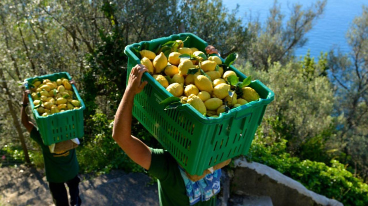 İmha edilmesi gereken 164 ton zehirli limon iç pazara mı verildi?