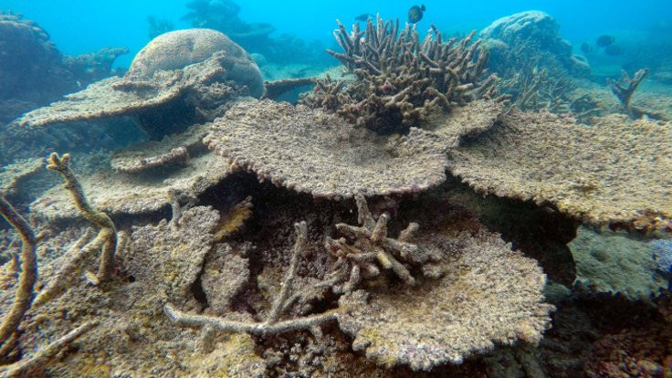 Avustralya'da mercan katliamı