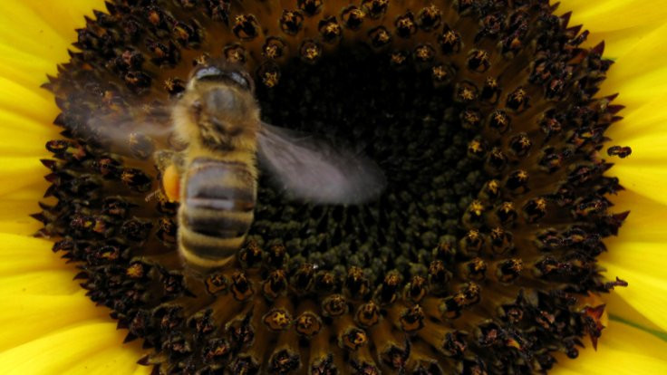 Yeşil Gündem: Aç kalmamak için arıları yaşatmalıyız!