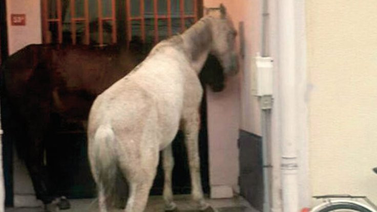 Kapı kapı yardım isteyen atlar gerçekmiş!