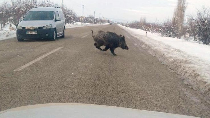 Trafikte domuz tehlikesi!