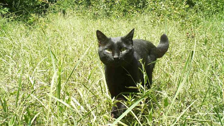 İlk kez siyah yaban kedisi görüntülendi