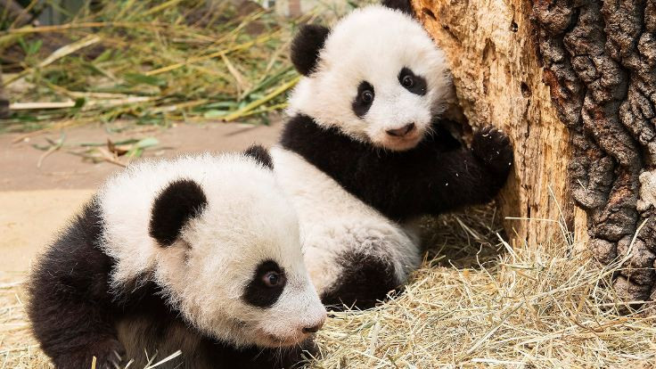 Pandalar için umut olan yavru öldü