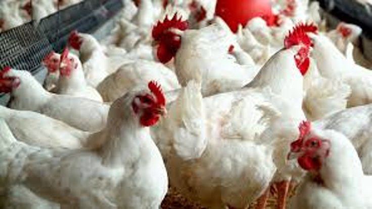 Tavuk devi, Brezilya-Katar ortaklığının oldu