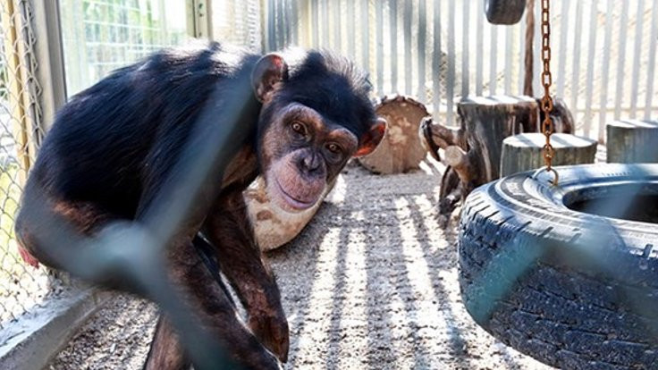 Sahibinin dişlerini söktüğü şempanze koruma altına alındı