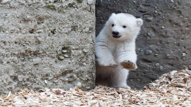 Yavru kutup ayısı ilk kez sokakta!