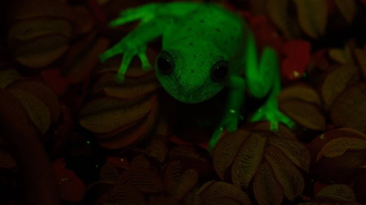 Dünyanın ilk 'flor ışıklı' kurbağası