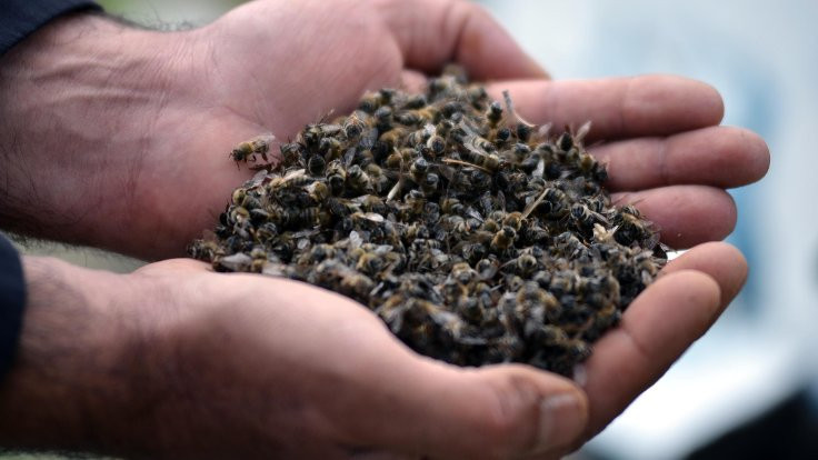 Dört ilde binlerce bal arısı öldü