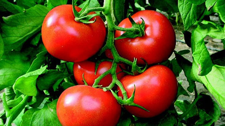 Rusya Türkiye'de domates üretecek