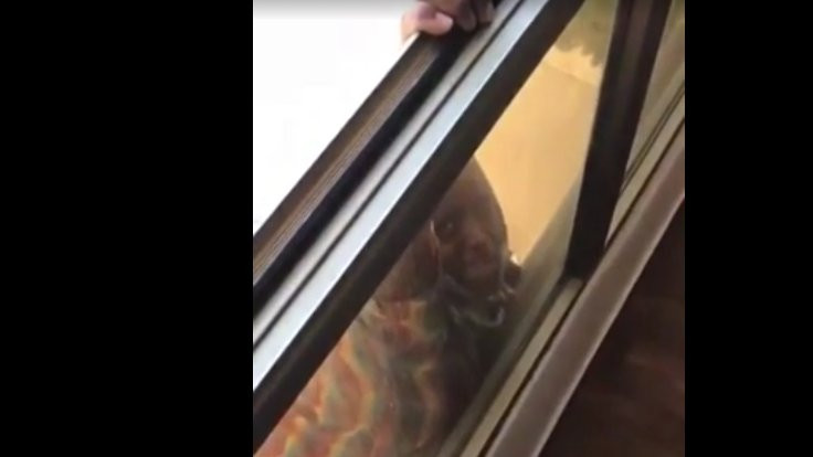 Ev sahibi, çalışanının camdan düşüşünü videoya çekti
