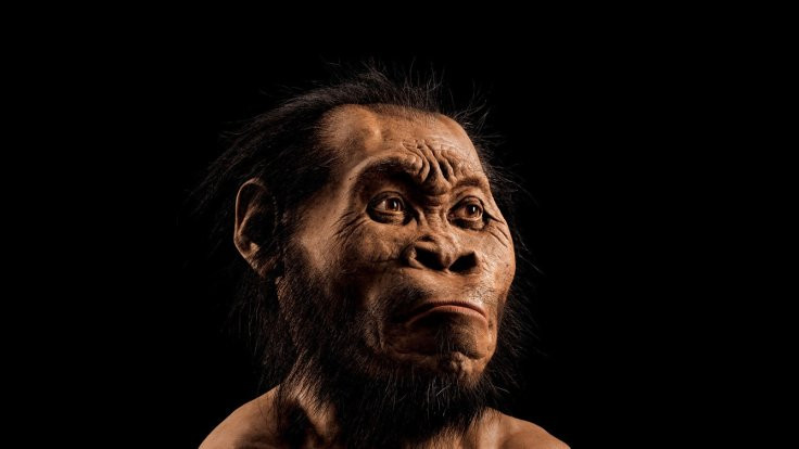 Homo Naledi'lerin beyni nasıldı?