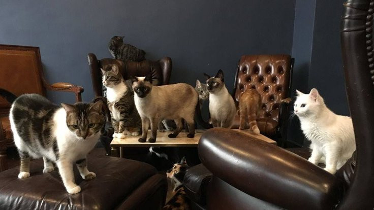 Parisien kedilerin mekânı: Le Café des Chats - Sayfa 1