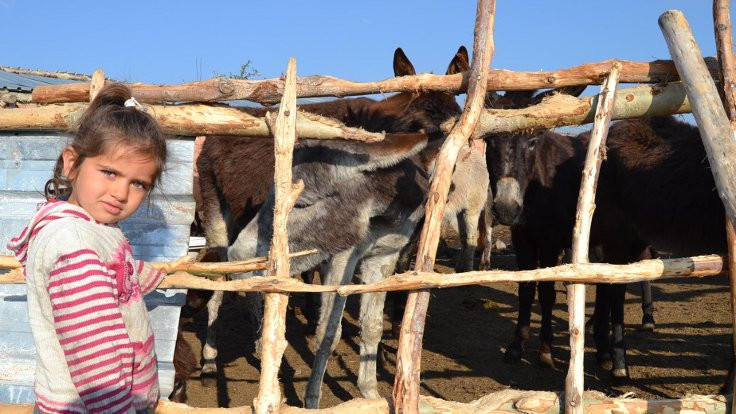 Eşek sütünün litresini 120 liradan satıyor