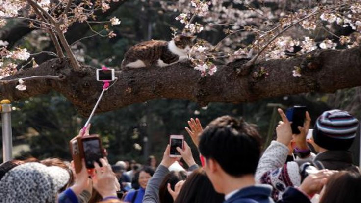 Japonlar baharın gelişini 'selfie'lerle kutladı
