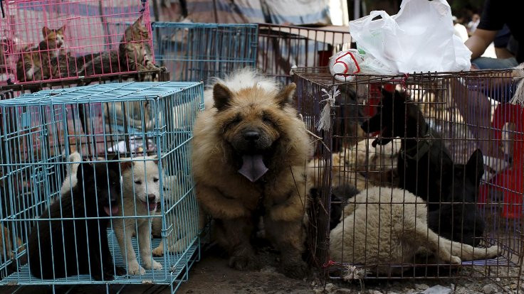 Tayvan'dan kedi ve köpek eti tüketimine yasak