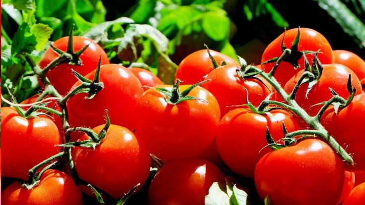 Rusya: Belki azıcık domates alırız!