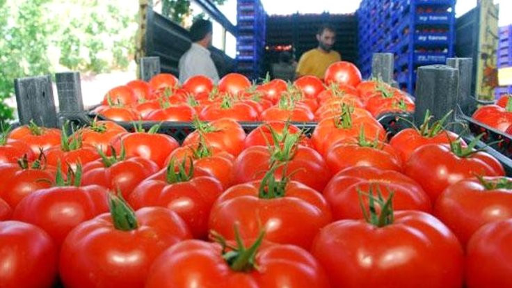 Rusya, domates kısıtlamalarını kaldırıyor