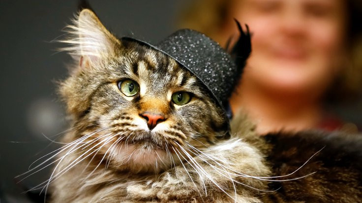 Bilim insanları: Kediler nankör değil!