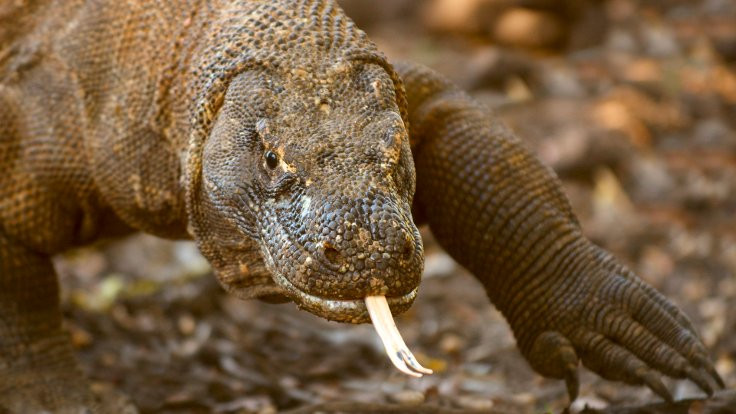Fotoğraf istemeyen Komodo ejderi turisti ısırdı