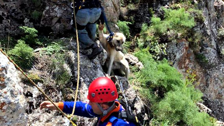 1 haftadır dağda mahsur kalan köpek kurtarıldı