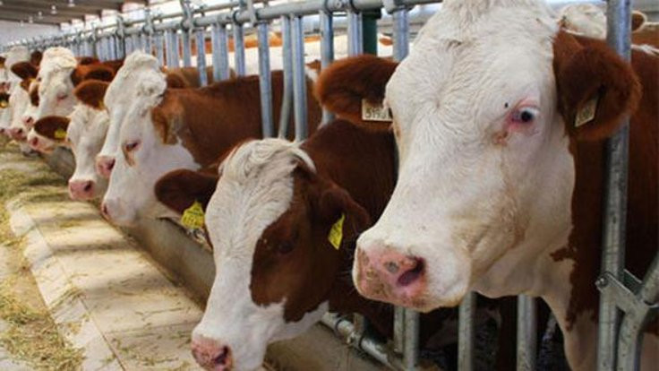 İthal sığırlar ölüyor, yetiştirici panikte