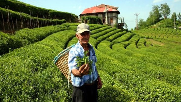 Yaş çay 2017 fiyatı açıklandı