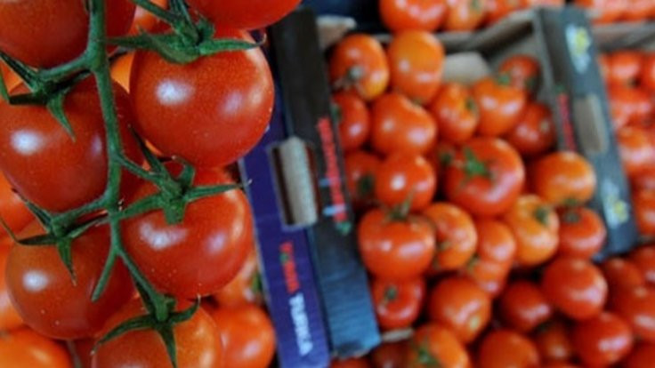 Rusya'dan 2018'e kadar domatese izin yok