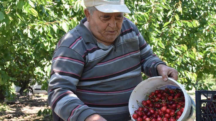 Kirazlı, kiraz üretimini terkediyor!