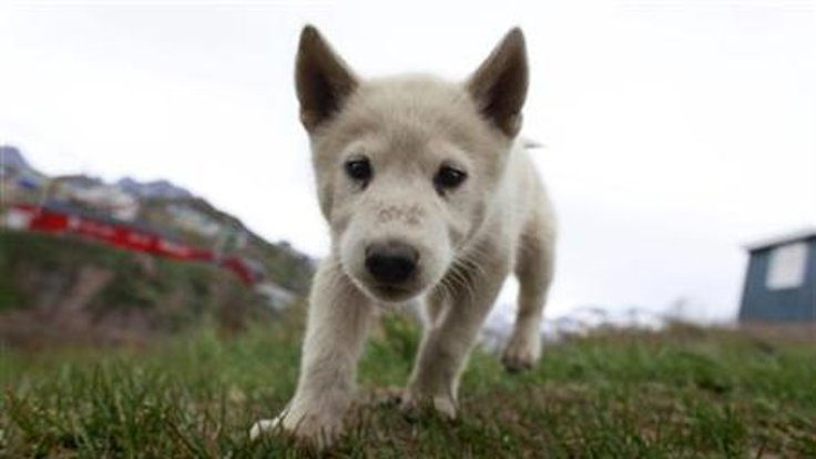 Hane başına köpek sayısına sınırlama!