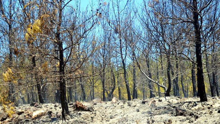 Piknik ateşiyle 2 dönümlük ormanlık alan yandı