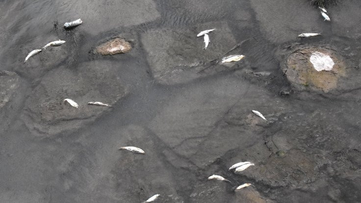 Kızılırmak'ta yaygın balık ölümleri