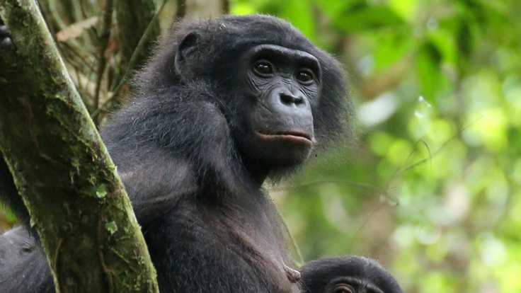Dişi bonobo maymunları nazlıdır hem de çok