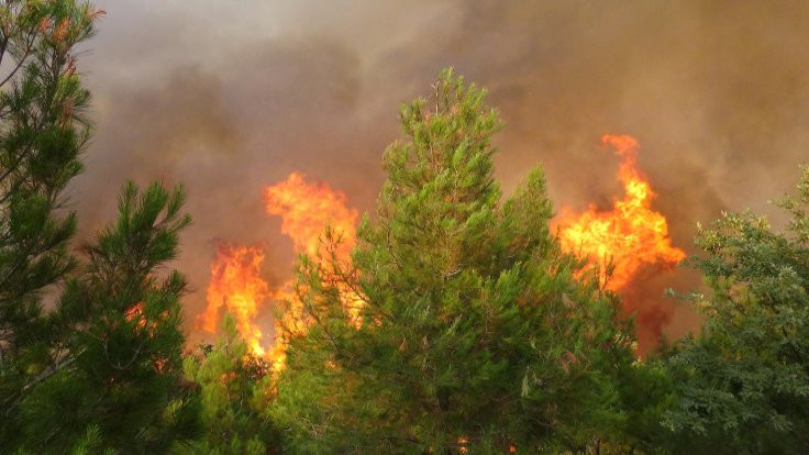 Çanakkale'de orman yangını: 30 hektar kül oldu