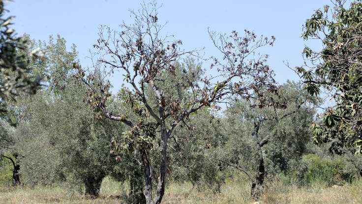 DSİ suyu kesti, 23 bin zeytin ağacı kuruma tehdidi altında