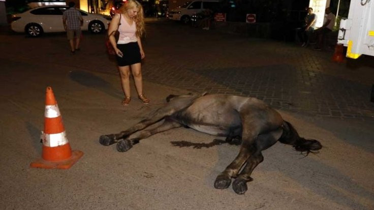 Faytoncu atı susuzluktan öldü