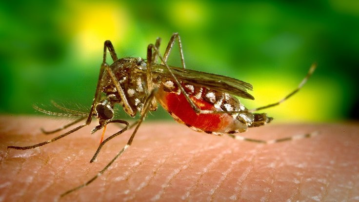Sivrisineklerin neden bazı insanları daha çok ısırır?