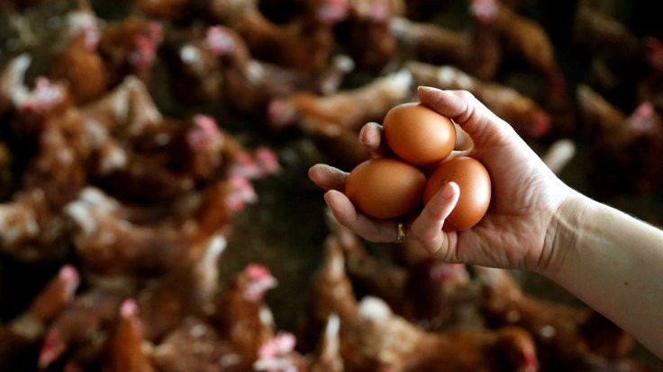 Avrupa'da 'zehirli yumurta' skandalı büyüyor