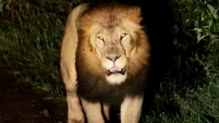 Etiyopya aslanını ilk kez Çağan hoca görüntüledi