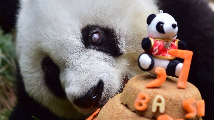 En yaşlı panda öldü