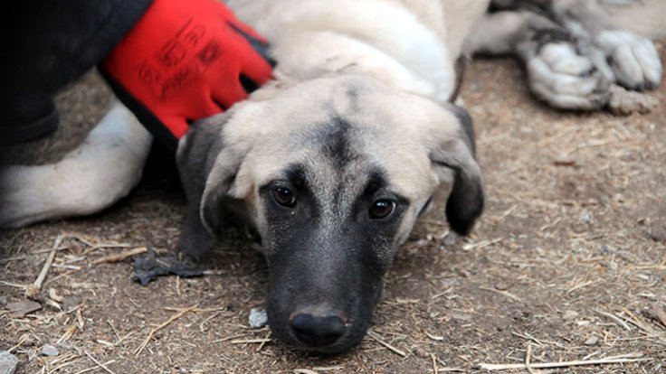 Gaziantep'te köpeğe işkence yaptılar