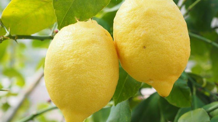 'Limon üreticide 2.5, markette 10 lira'