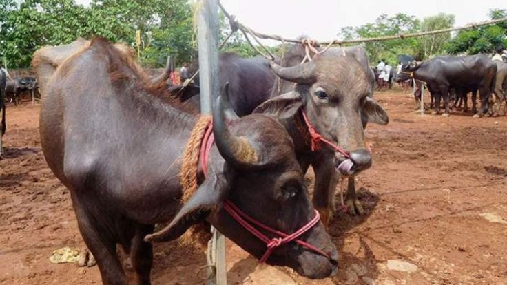 Hindu eyalette sığır eti serbest!