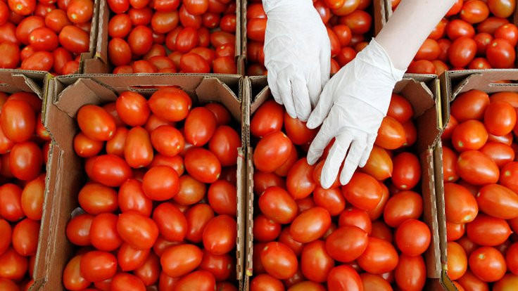 Rusya 60 ton domatesi iade etti