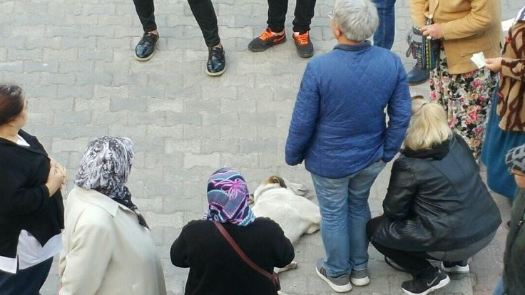 Hastane önünde bayılan köpeğe yardıma koştular