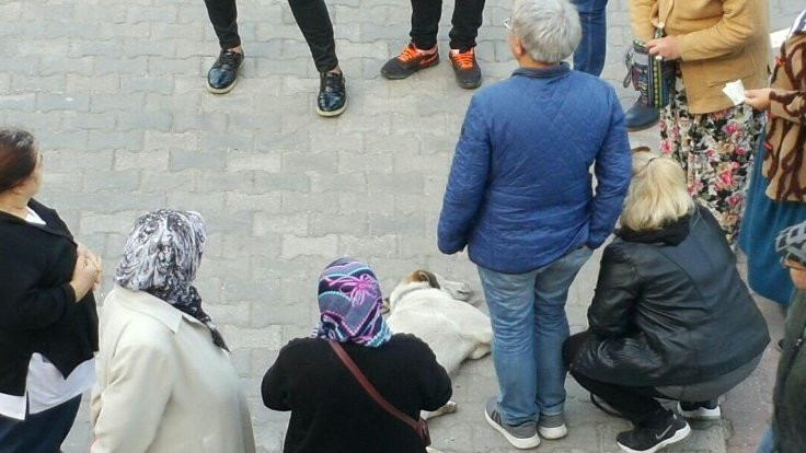 Bayılan köpeğe yardıma koştular